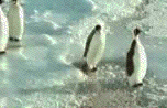 Roliga djurbilder i form av nätets taskigaste pingvin. 